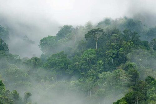 Mural Tropical Oasis Misty Forest