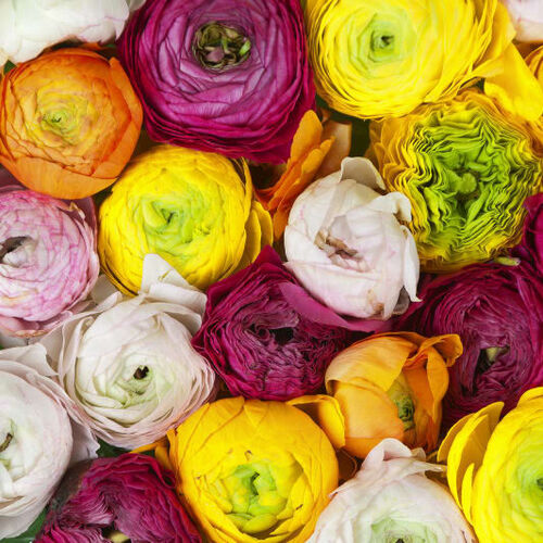 Mural Greenhouse Ranunculus