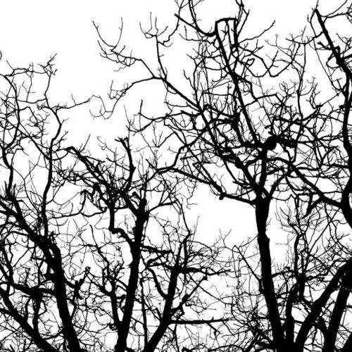 Mural Panorama Branches