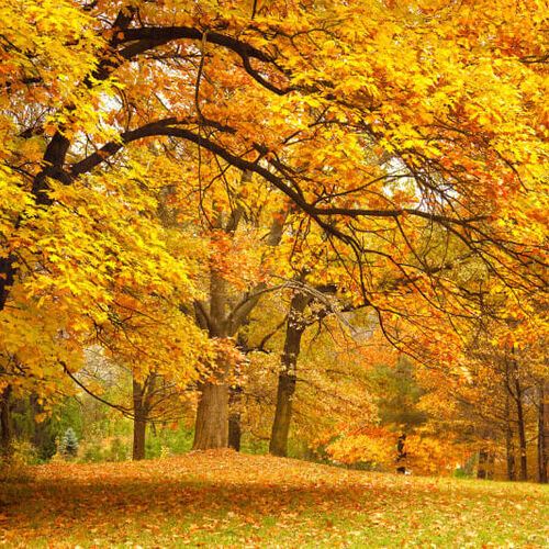 Mural Panorama Yellow Leafy Trees