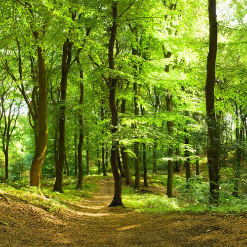 Mural Panorama Forest