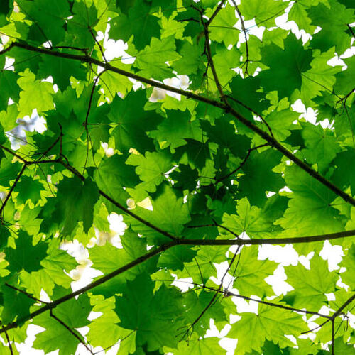 Mural Panorama Maple Leaves