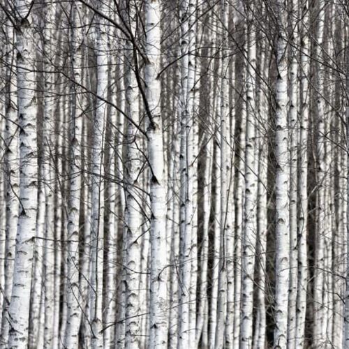 Mural Best Of Birch Trunks